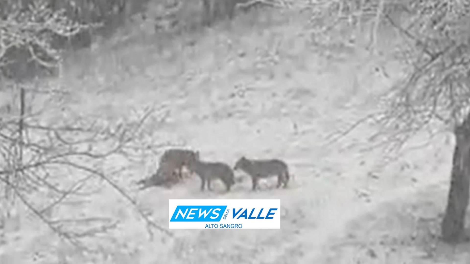 Civitella Alfedena: nel cuore del Parco i lupi si divertono nella neve. Guarda il video